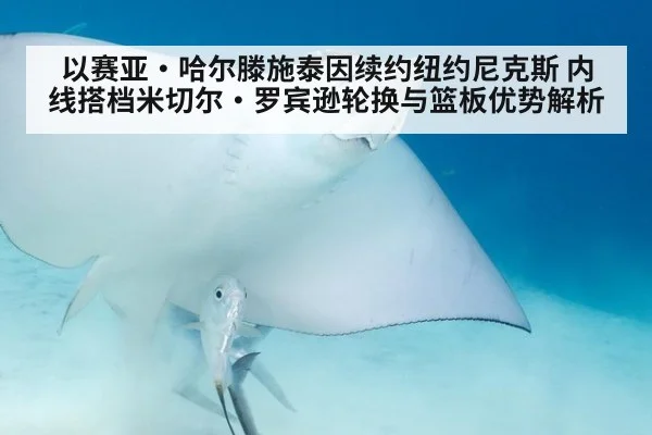 以赛亚·哈尔滕施泰因续约纽约尼克斯 内线搭档米切尔·罗宾逊轮换与篮板优势解析