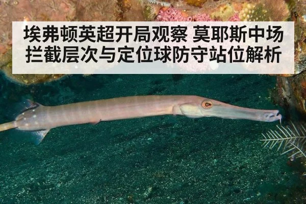 埃弗顿英超开局观察 莫耶斯中场拦截层次与定位球防守站位解析